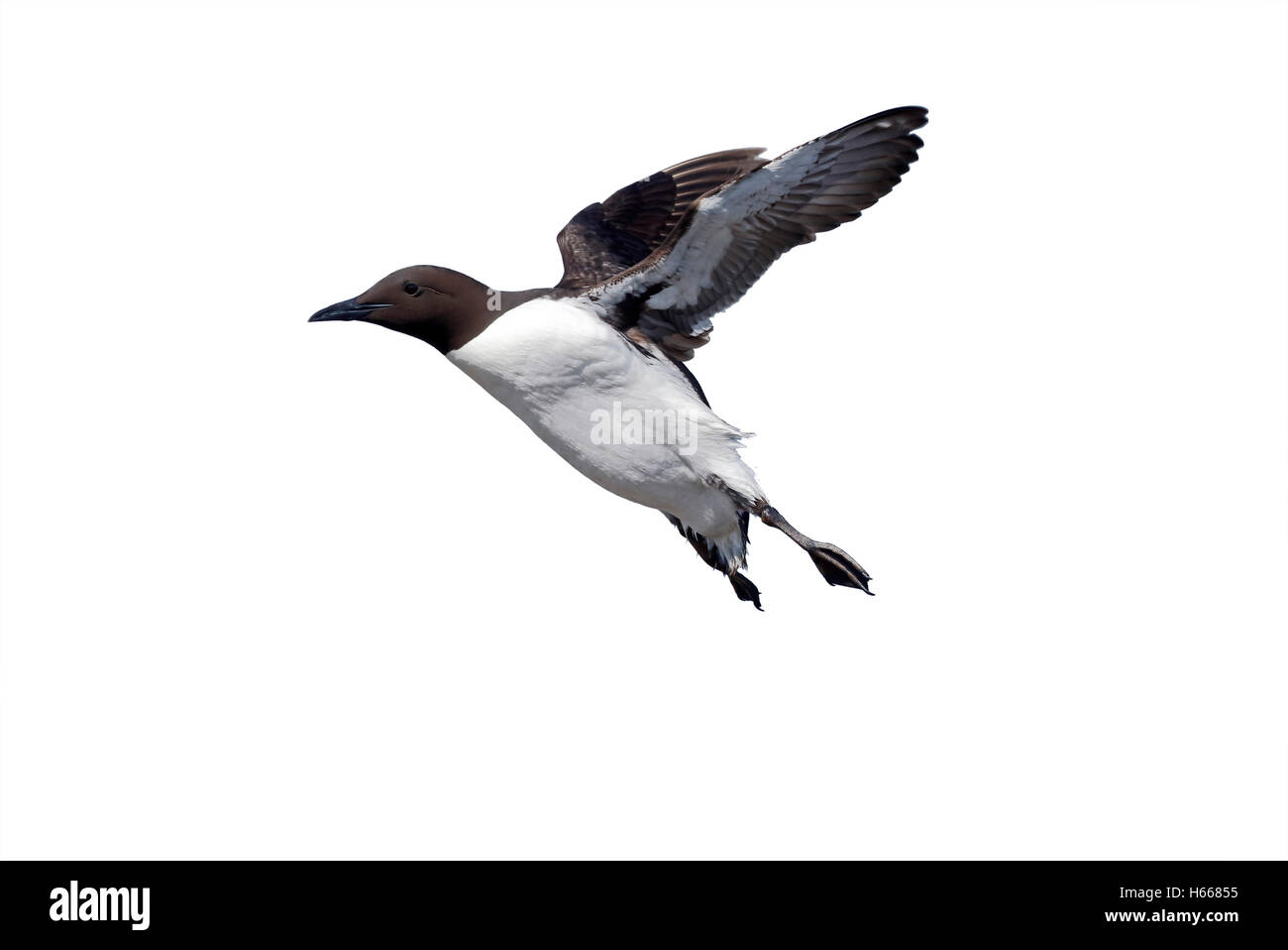 Guillemot Uria Aalge, einziger Vogel im Flug, Northumberland, Mai 2014 Stockfoto