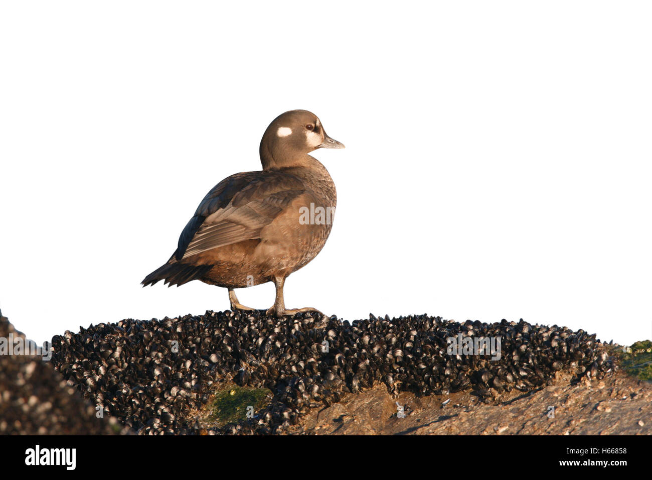 Harlekin Ente Histrionicus Histrionicus, Weiblich, New Jersey, USA, winter Stockfoto