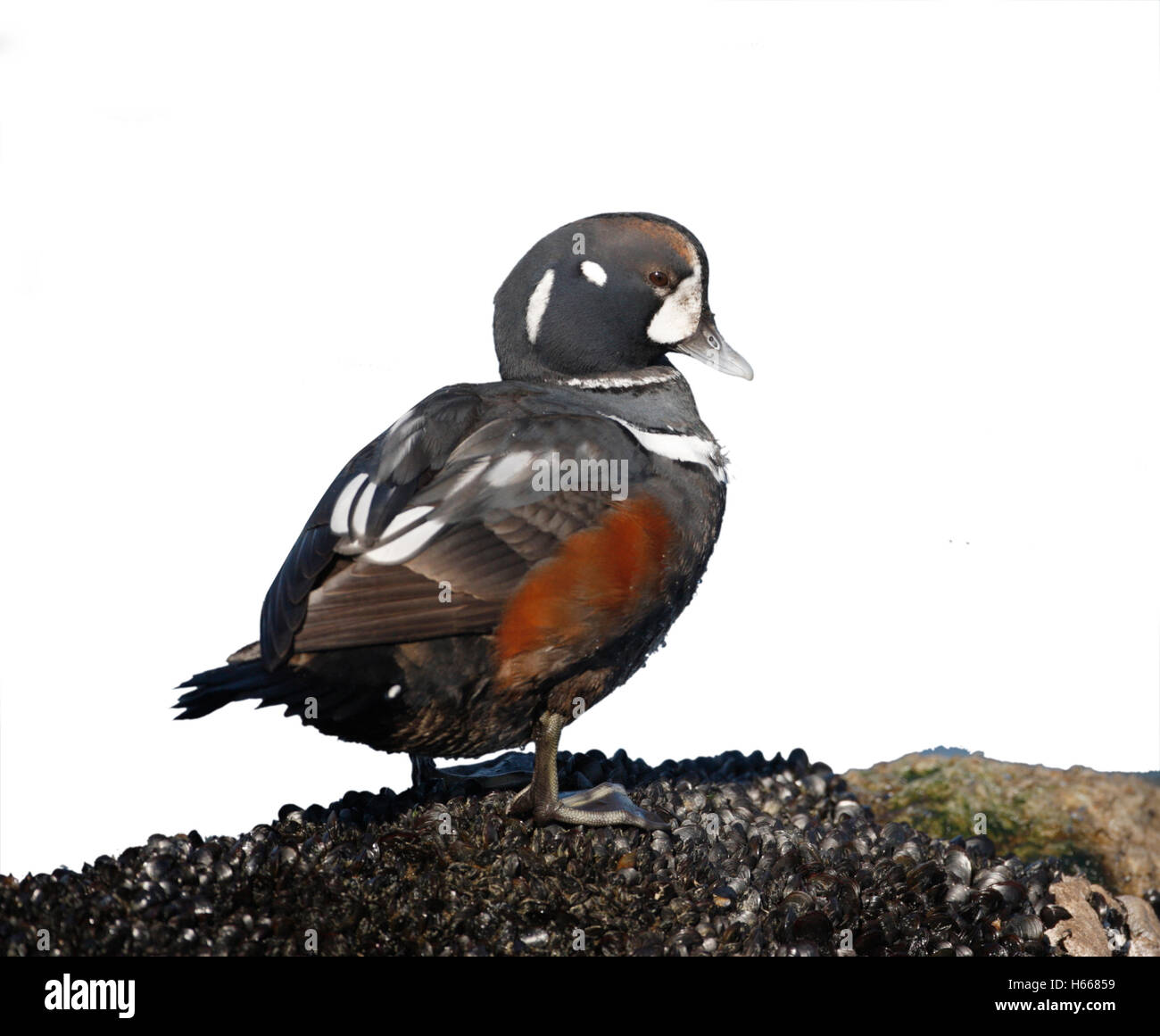 Harlekin-Ente, Histrionicus Histrionicus, Single Männer stehen auf Felsen von Meer, New Jersey, USA Stockfoto