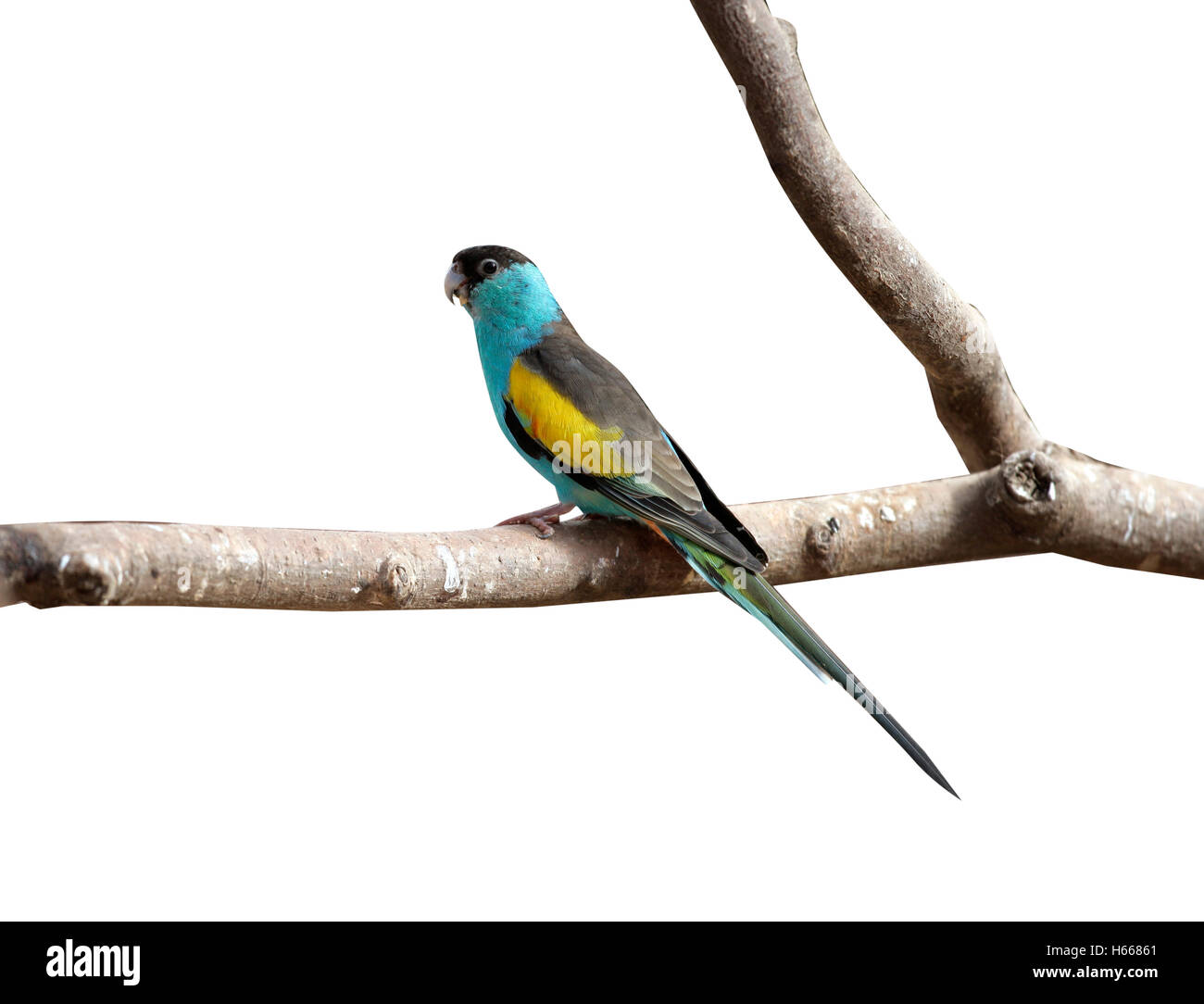 Kapuzen-Papagei, Psephotus Dissimilis, einzelnes Männchen auf Felsen Stockfoto