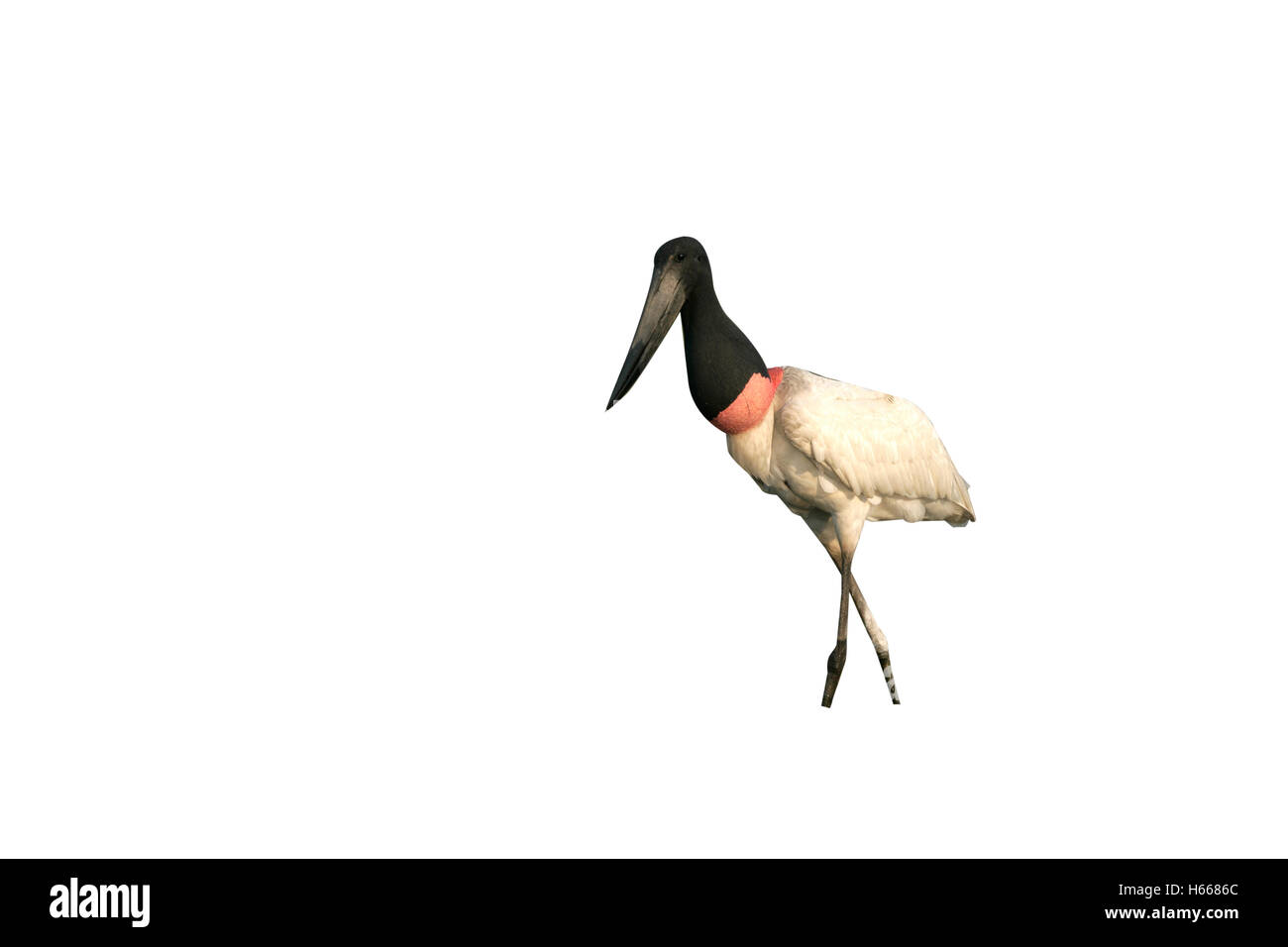 Jabiru, Jabiru Mycteria, einziger Vogel im Wasser, Brasilien Stockfoto