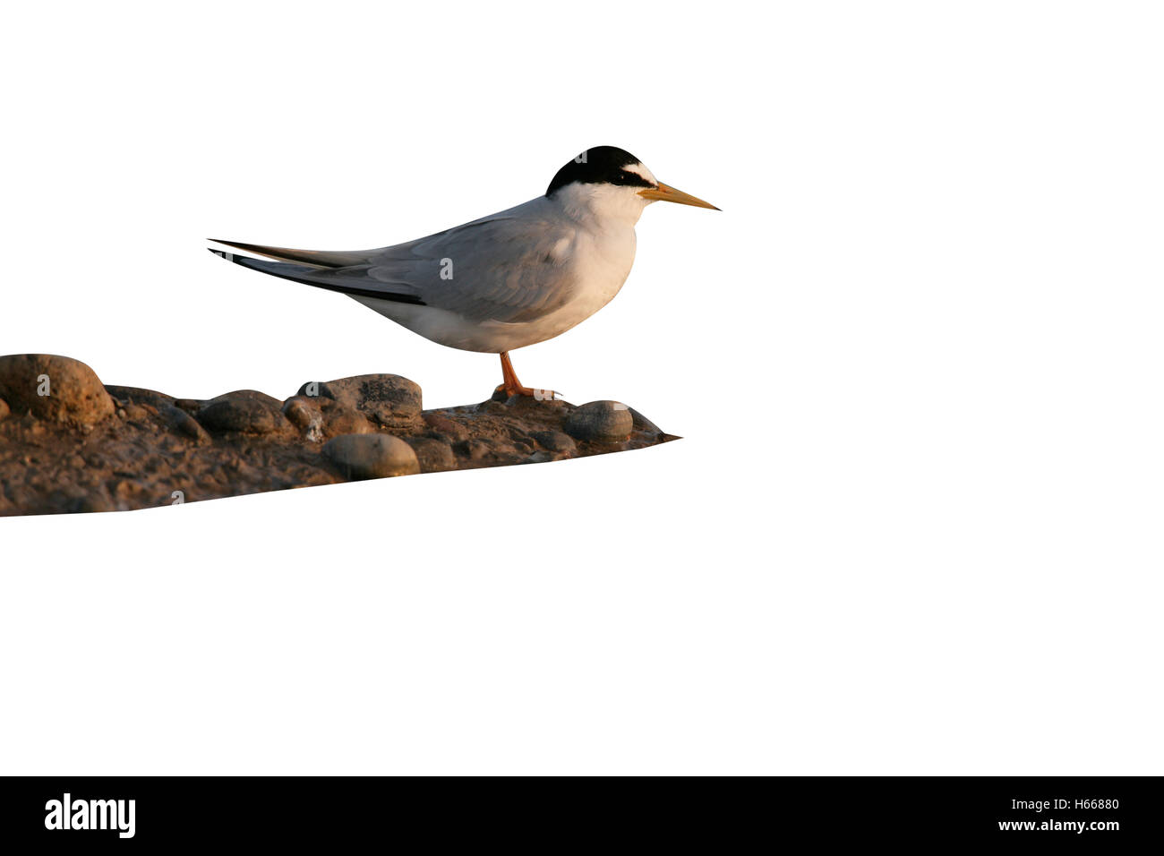 Wenig Tern, Sterna Albifrons, einziger Vogel durch Wasser, Spanien Stockfoto