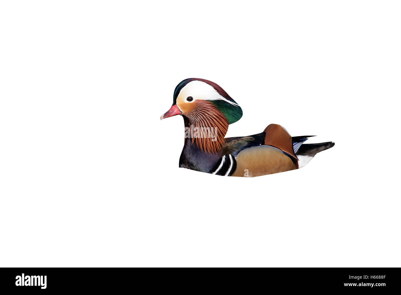 Mandarin Duck, Aix Galericulata, einzelne Männchen auf dem Wasser, Hampshire Stockfoto
