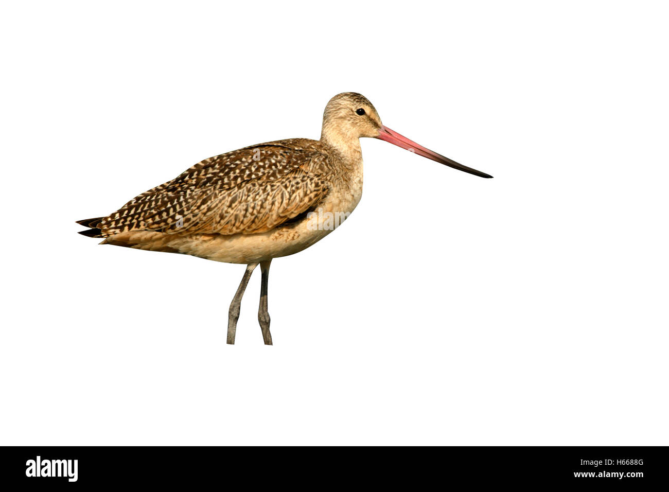 Marmoriert, Uferschnepfe, Limosa Fedoa, einziger Vogel stehen am Wasser, New York, USA Stockfoto