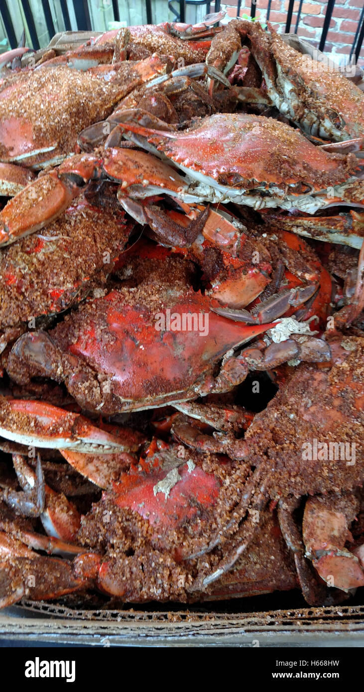 Frisch gedünstet blaue Krabben, Washington, D.C. Chesapeake Bay, Meeresfrüchte, Muscheln, Sommer, kulinarische Leckerbissen, Potomac River. Stockfoto