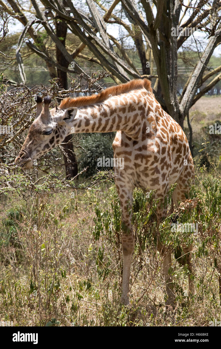Masai Giraffe Surfen Büsche von wichtigsten Moi South Lake Road Naivasha Kenia Stockfoto