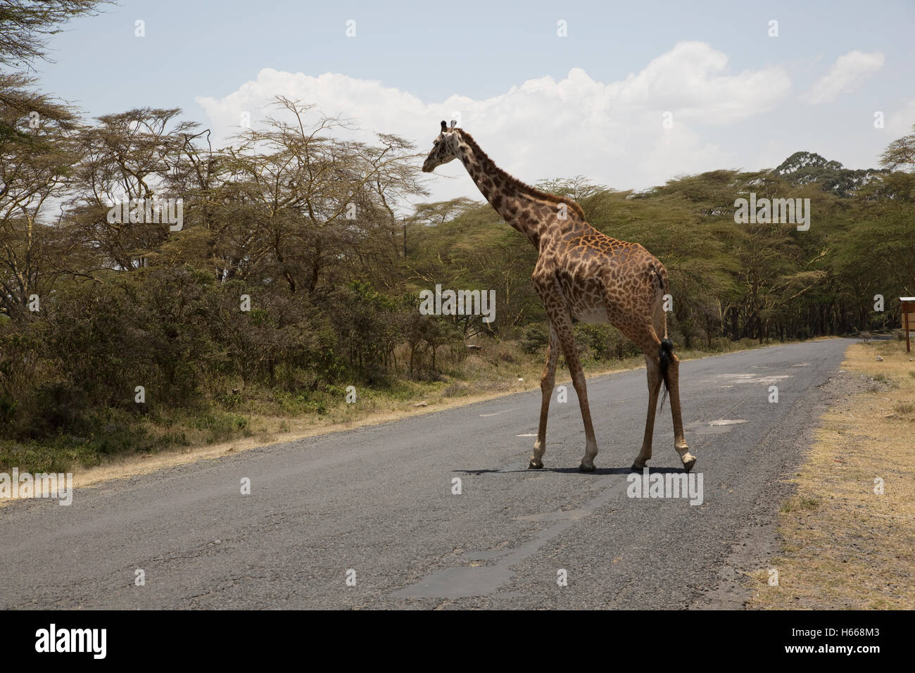 Masai Giraffe überqueren wichtigsten Moi South Lake Road Naivasha Kenia Stockfoto