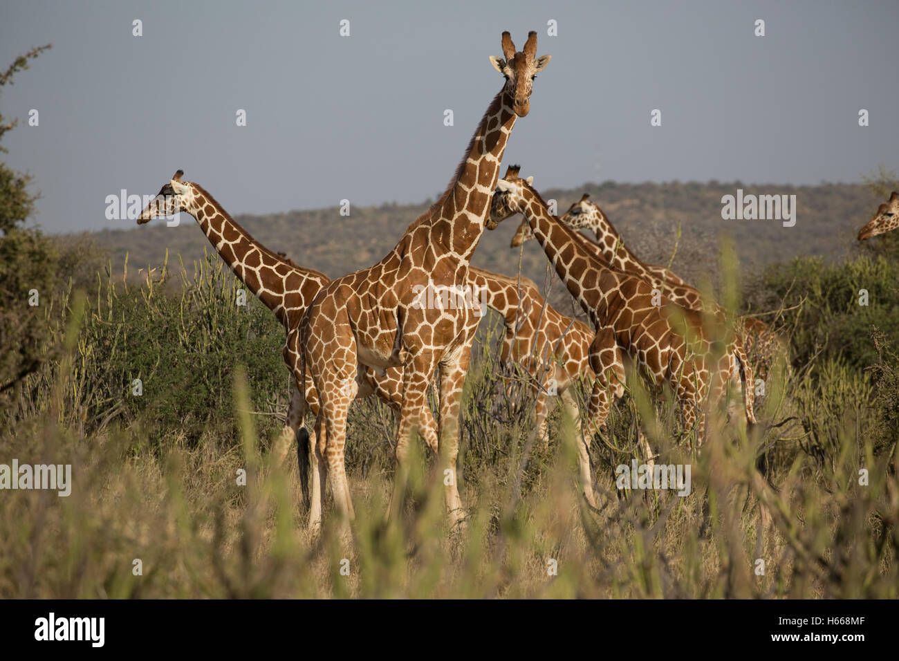 Herde von netzförmigen Giraffe im trockenen Buschland Laikipia Wildnis Nanyuki Kenia Stockfoto