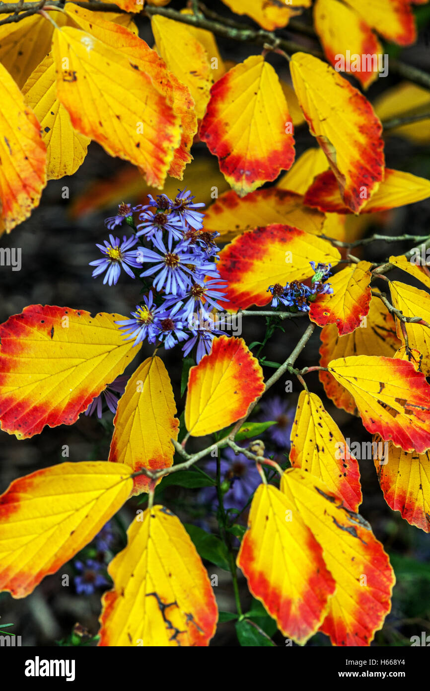 Hamamelis intermedia, Blaue Aster, Garten Herbstbaum Laub Rot gelbe Blätter Hexe Hasel Herbstblätter Aster Stockfoto