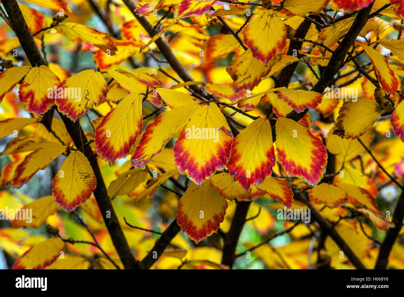 Hamamelbaum Herbstblätter, färbende Pflanzenblätter Stockfoto