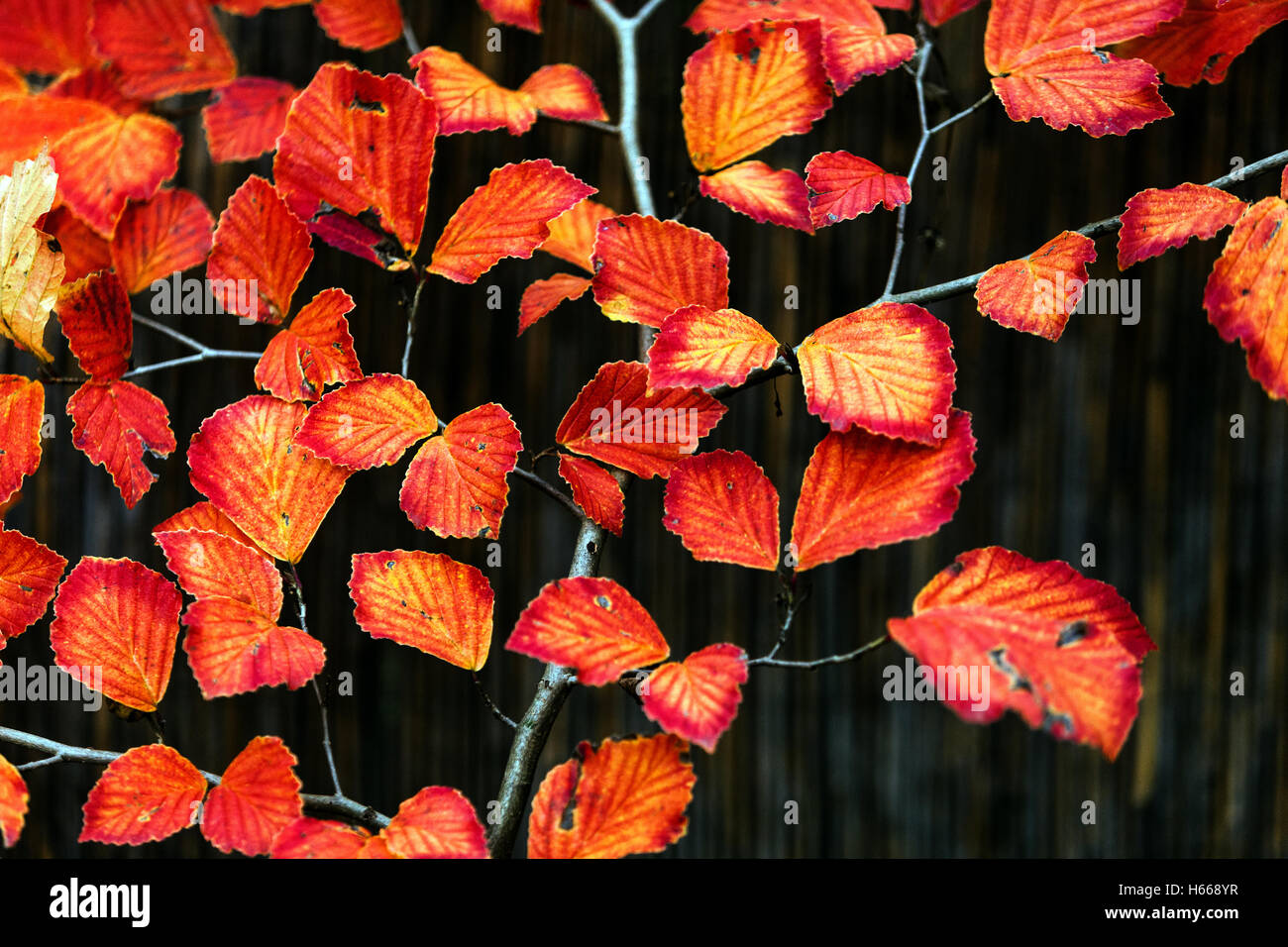 Japanische Zaubernuss Hamamelis Japonica Herbstfarben Stockfoto