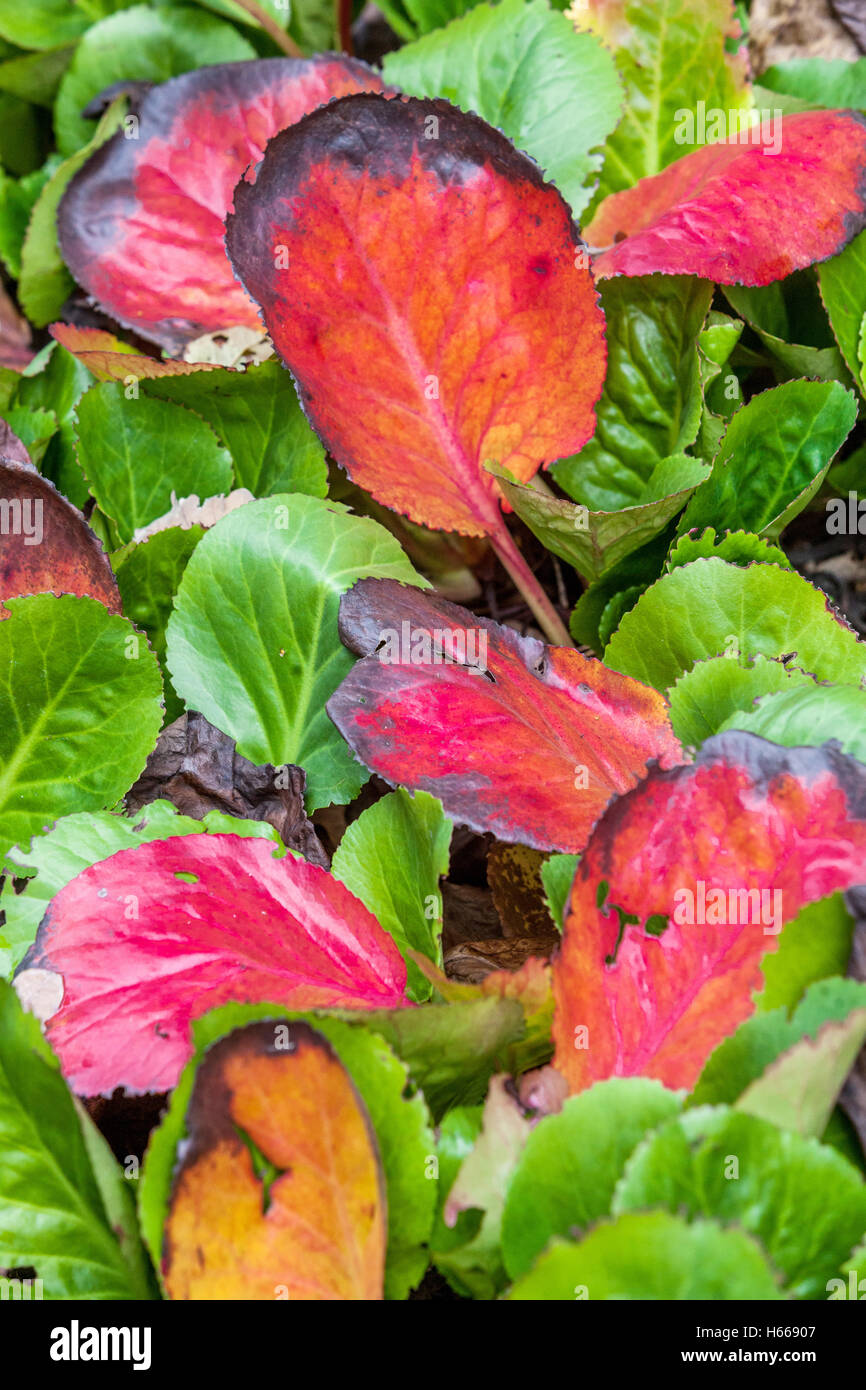 Bergenia cordifolia, Herbstblätter Herbstfarben Bergenias Stockfoto