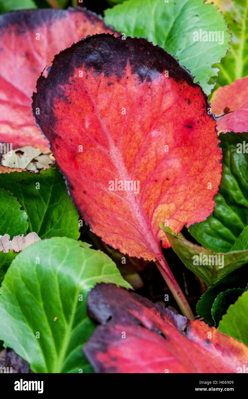 Bergenia cordifolia, rote Herbstblätter Herbst rote Blätter Garten Elefantenohren Stockfoto