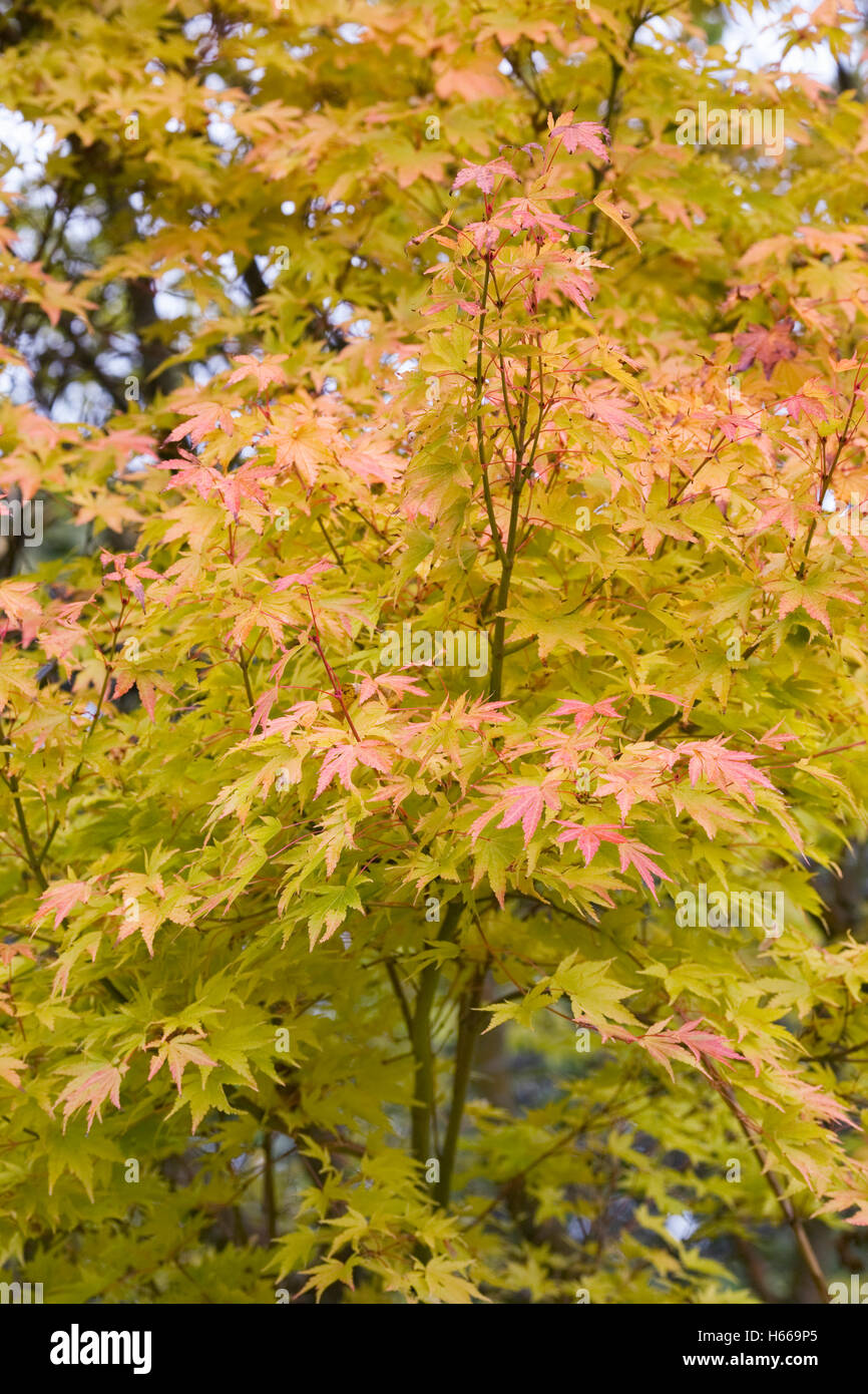 Acer palmatum Ango-kaku'. Coral Rinde Ahorn. Stockfoto