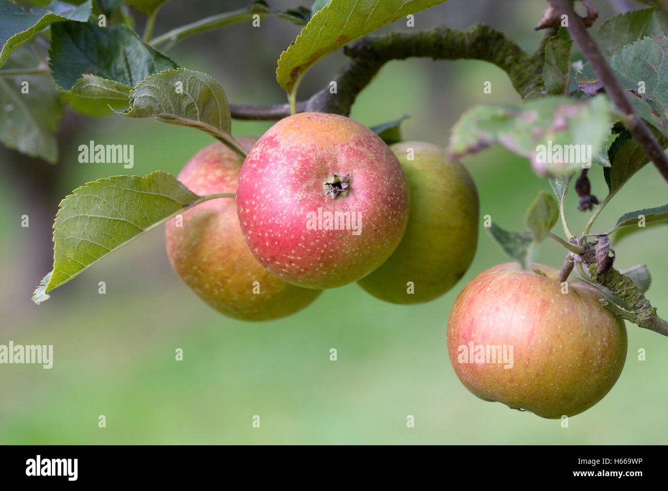 Malus Domestica "Golden fahre". Apple "Heusgens goldenen fahre' wächst in einem englischen Obstgarten. Stockfoto