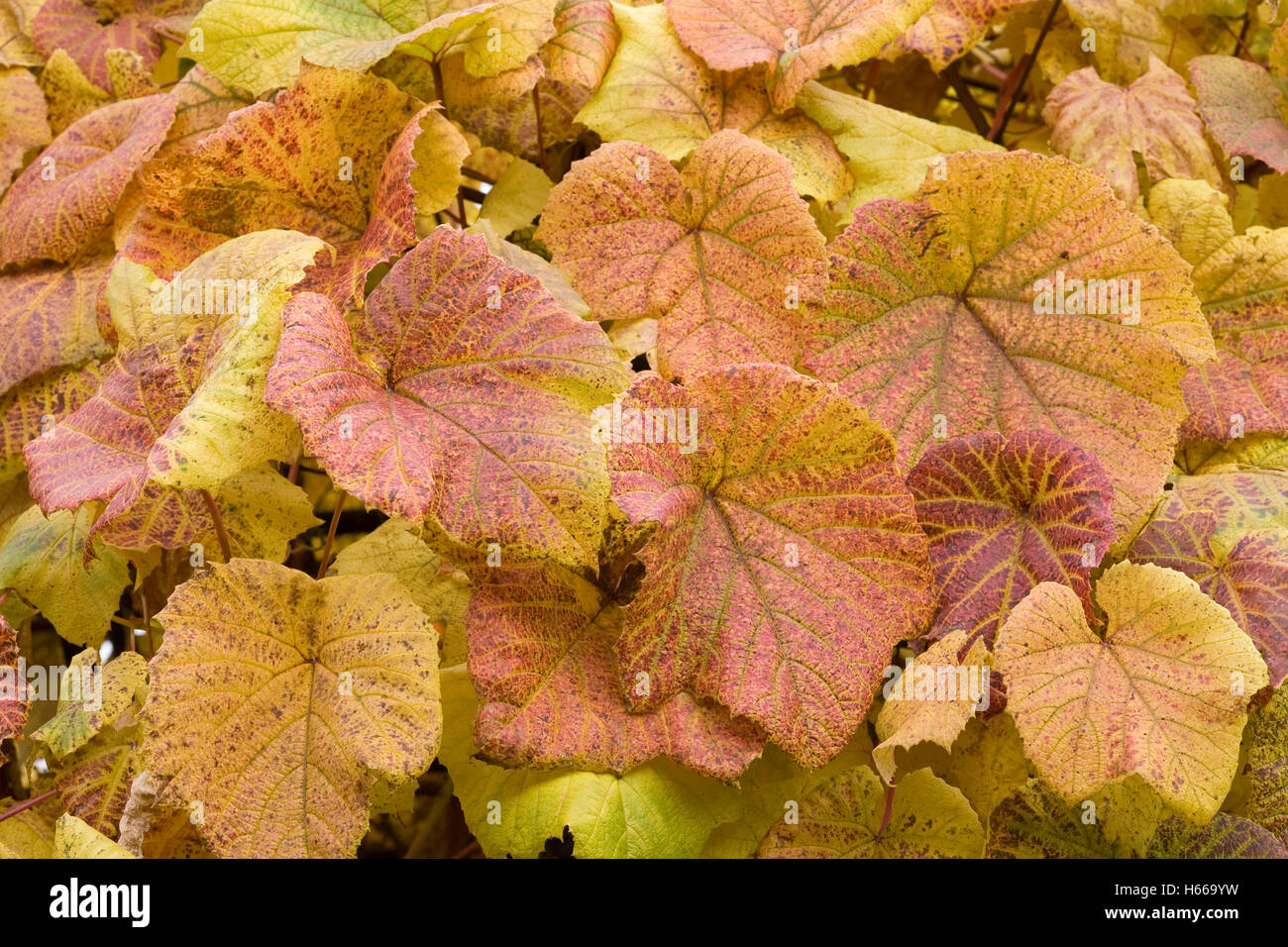 Vitis Vinifera Blätter im Herbst. Stockfoto