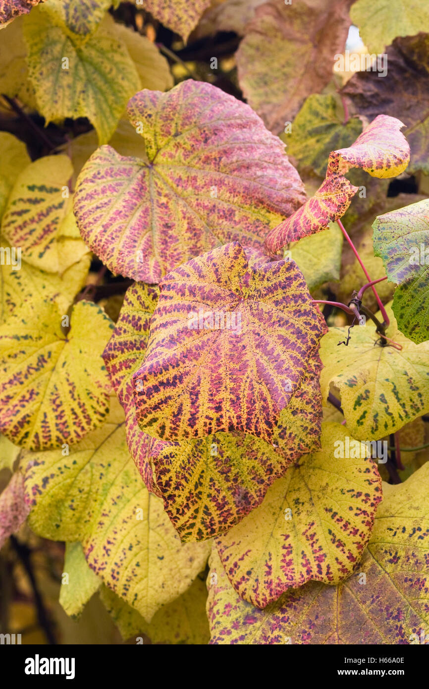 Vitis Vinifera Blätter im Herbst. Stockfoto