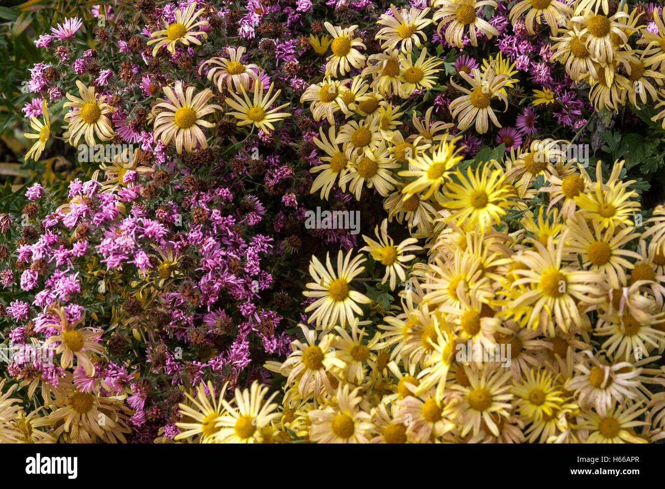 Chrysanthemum Mary Stoker, gelb, Herbstaster im Herbstgarten Blumen Grenzen Stockfoto