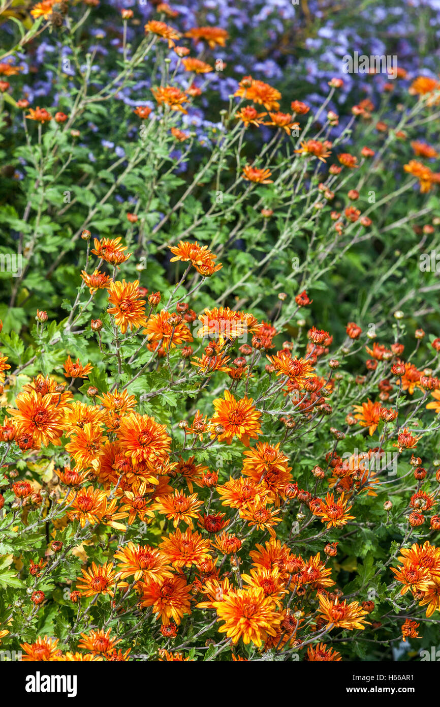 Chrysanthemen Mandarine, Orange, Herbstfarben Asters Herbstgartenblumen Stockfoto