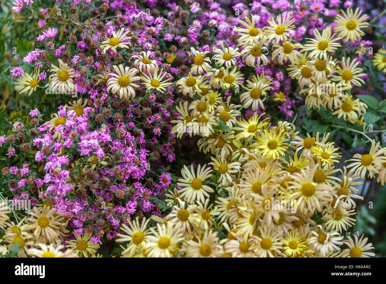 Chrysanthemum Mary Stoker, lila Gelb, Herbstgarten grenzt an Aster Herbstblumen Garten Stockfoto