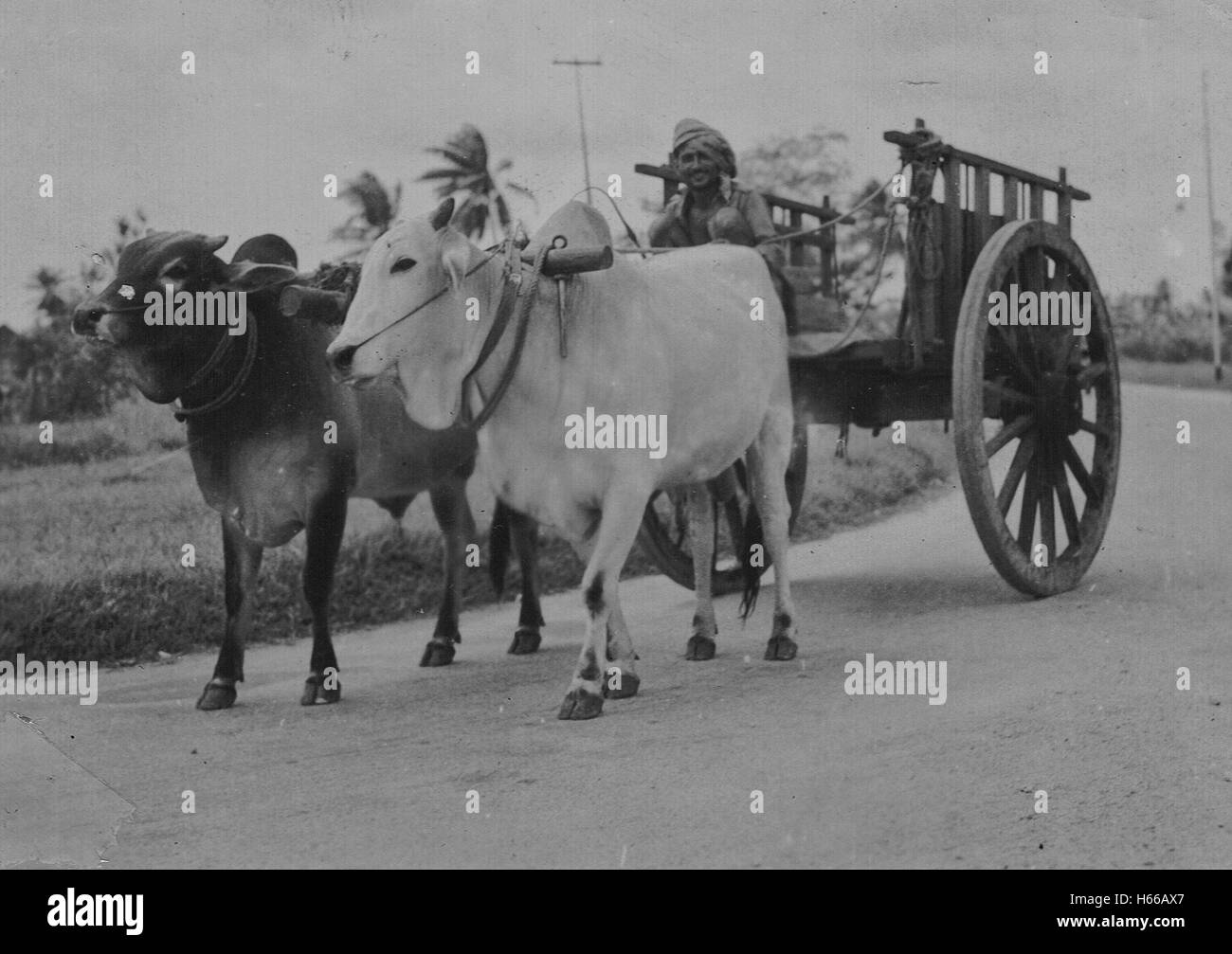 Ochsenkarren unterwegs Singapur 1949 Stockfoto