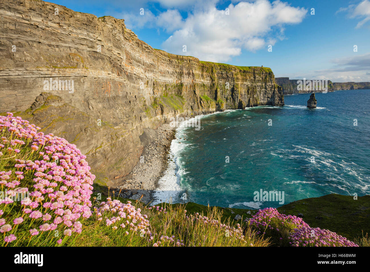 Coastal Sparsamkeit unter den Cliffs of Moher, County Clare, Irland. Stockfoto