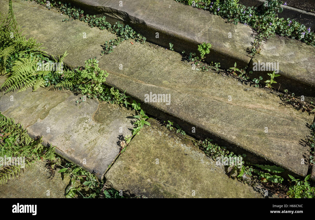 Steinstufen mit Unkraut überwuchert. Stockfoto