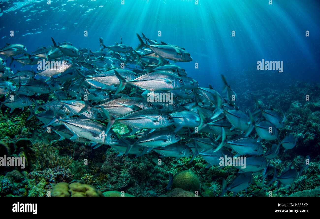 Schulzeit Großaugen-Buchsen oder Makrelen (Caranx Sexfaciatus) am Korallenriff mit Sonnenstrahlen von der Oberfläche Salomonen Stockfoto