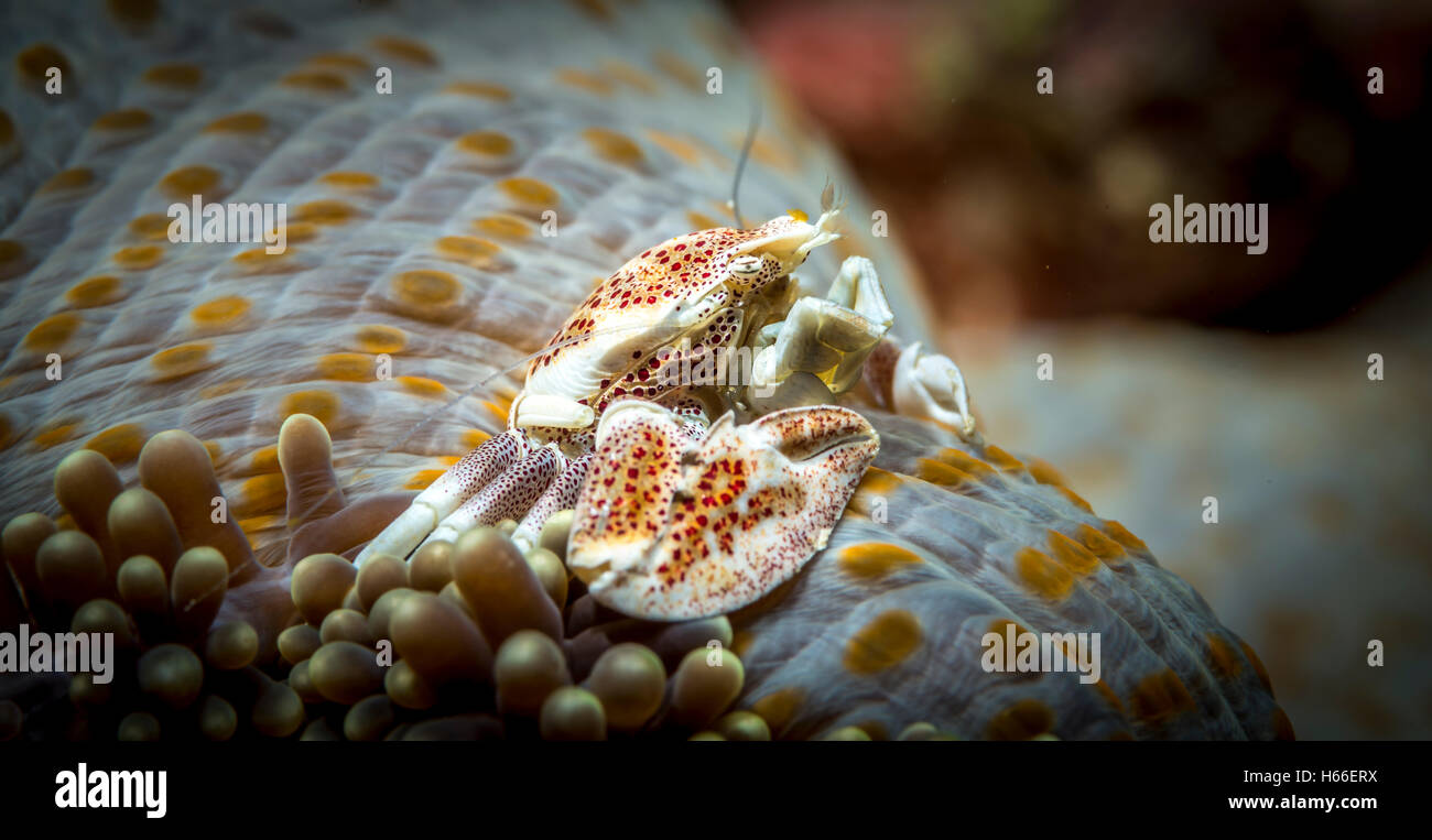 Porzellan-Krabbe (Neopetrolisthes Maculatus) ernähren sich von Anemone. Gefiederten "Handschuhe" fangen treibenden Pflanzen und tierischen Materie. Stockfoto