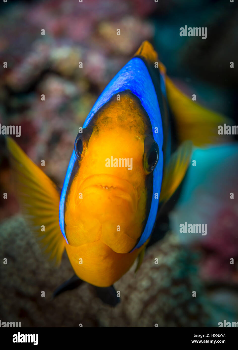 Porträt von Anemonenfischen Stockfoto