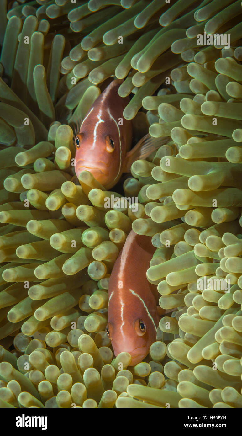 Anemonenfische Familie Stockfoto