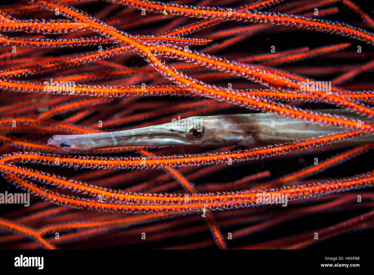 Porträt von Trumpetfish (Aulostomus Chinensis) versteckt auf der Lauer in seawhip Stockfoto