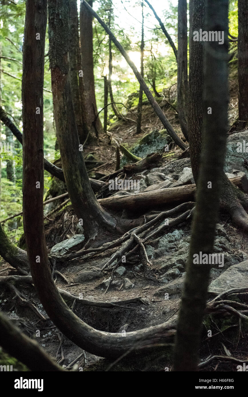 Blick auf Wald mit herrlichem Wurzeln über Felsen Stockfoto