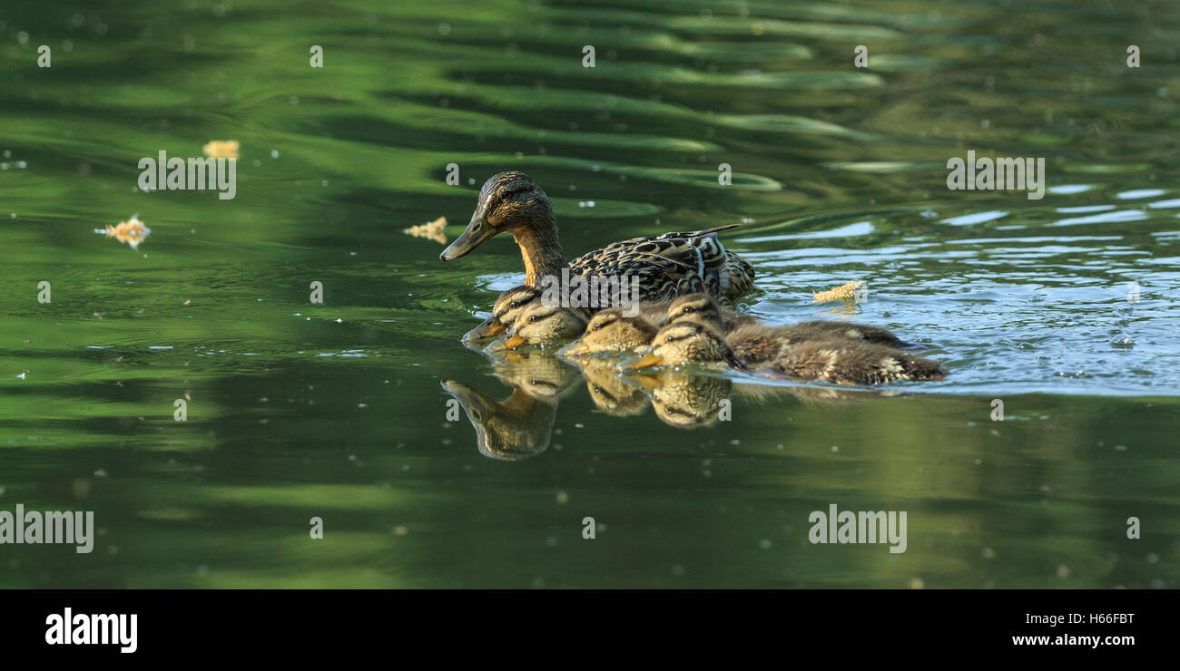 Weibliche Stockente mit Küken, Anas platyrhynchos Stockfoto