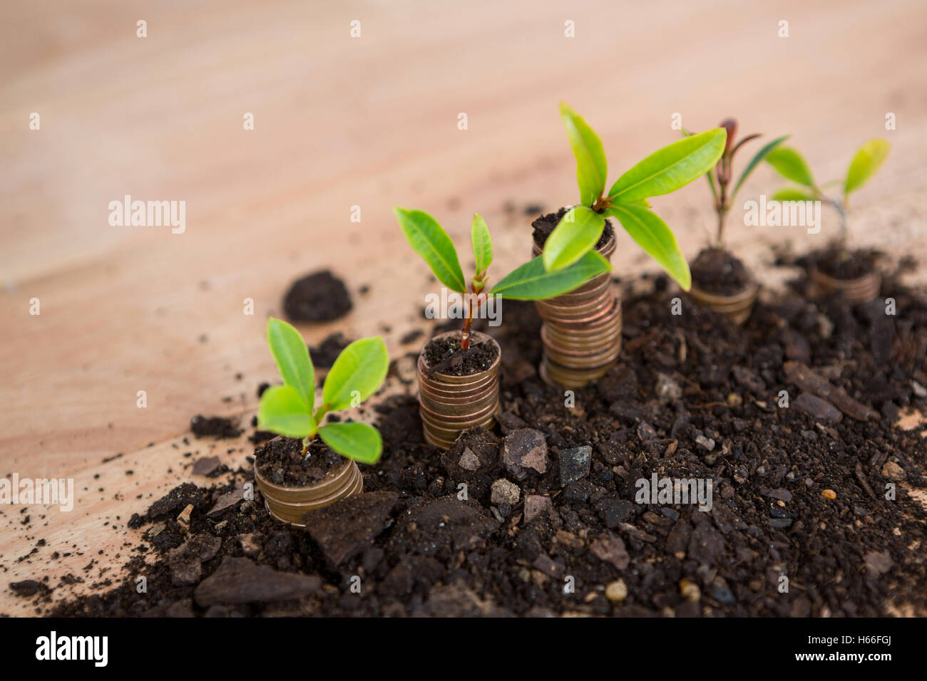 Nahaufnahme der Pflanze wächst aus Stapel von Münzen Stockfoto