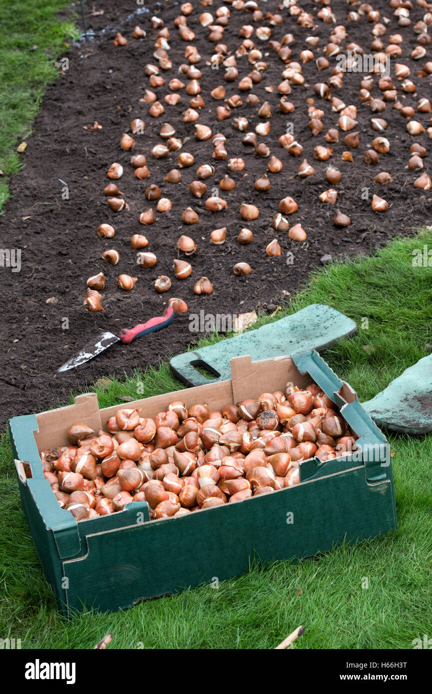 Tulipa. Tulpenzwiebeln bereit für Pflanzung im Herbst. Großbritannien Stockfoto