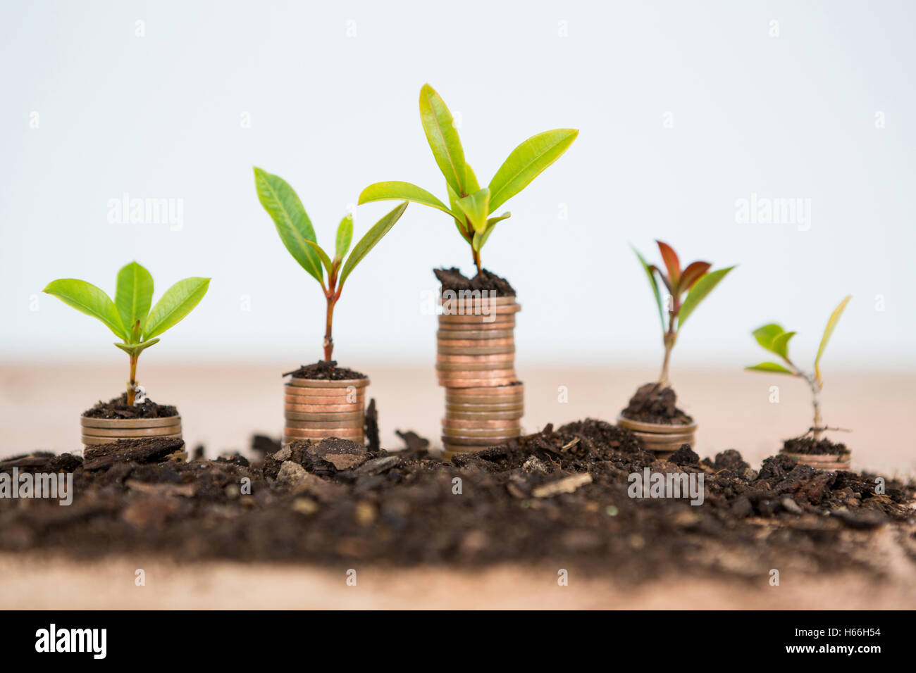 Nahaufnahme der Pflanze wächst aus Stapel von Münzen Stockfoto