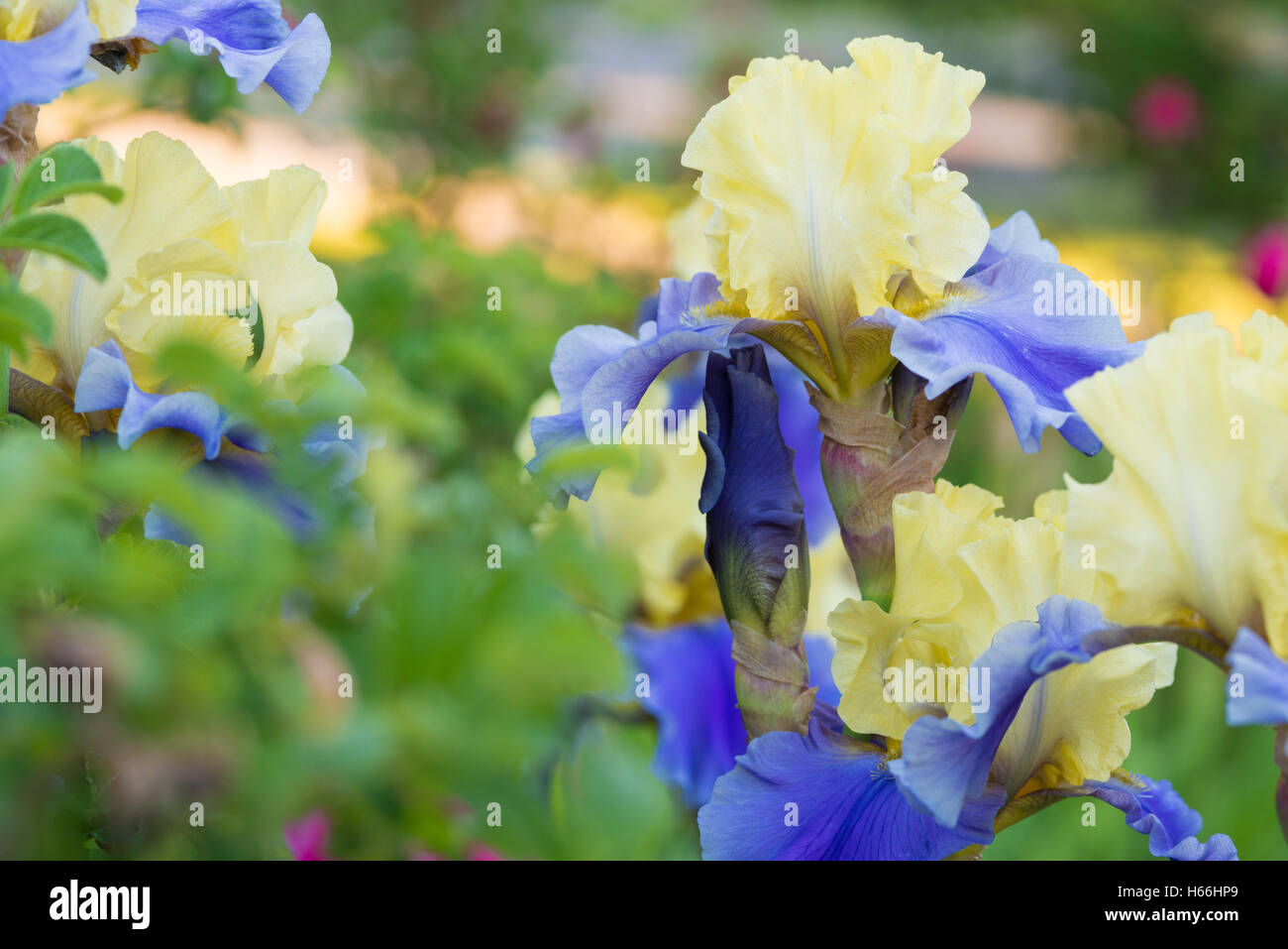 Hohen Bearded Iris, Iris Germanica, wächst in einem Frühling Garten in St. Albert, Alberta, Kanada Stockfoto