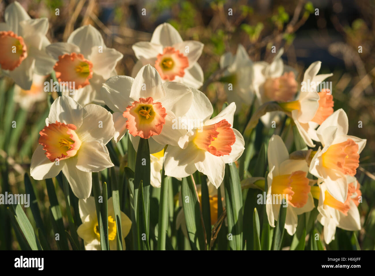 Große schalenförmige Narzissen wachsen in einem Frühling Garten in St. Albert, Alberta, Kanada Stockfoto