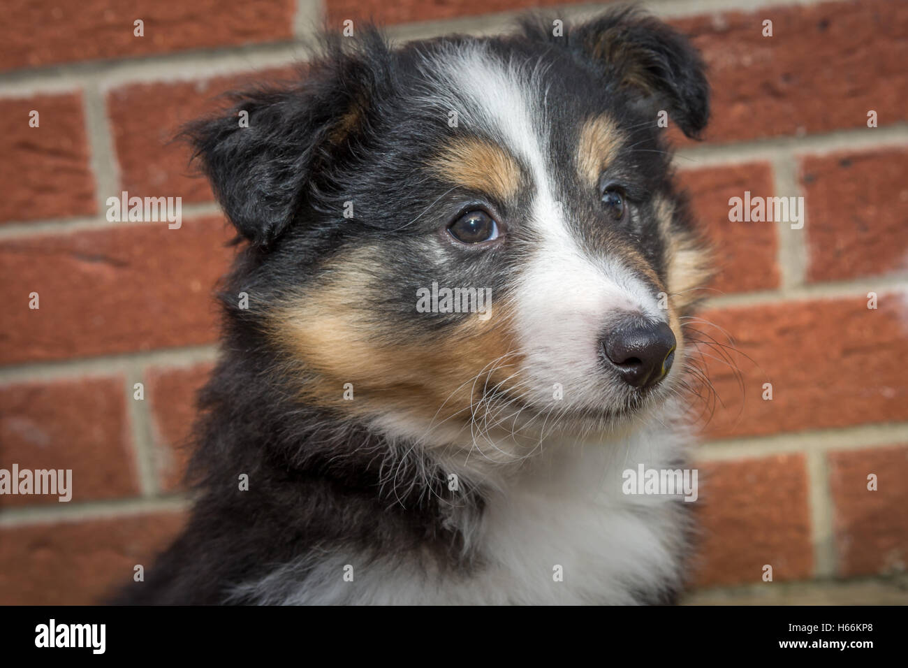 Sheltie Welpen Stockfoto