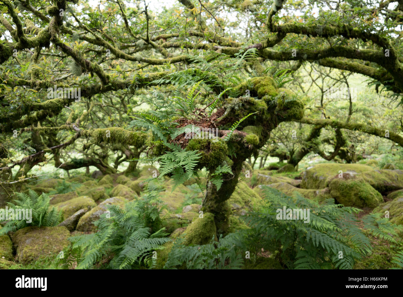 Wistman Holz, Dartmoor Stockfoto