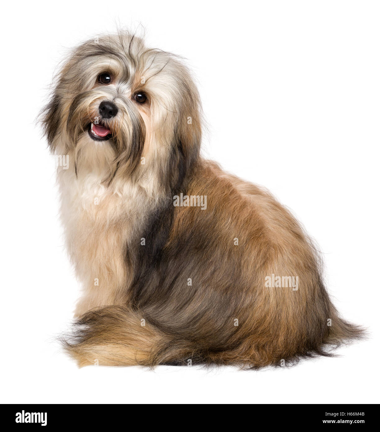 Schöne glückliche junge Bichon Havaneser Hund von hinten Stockfoto