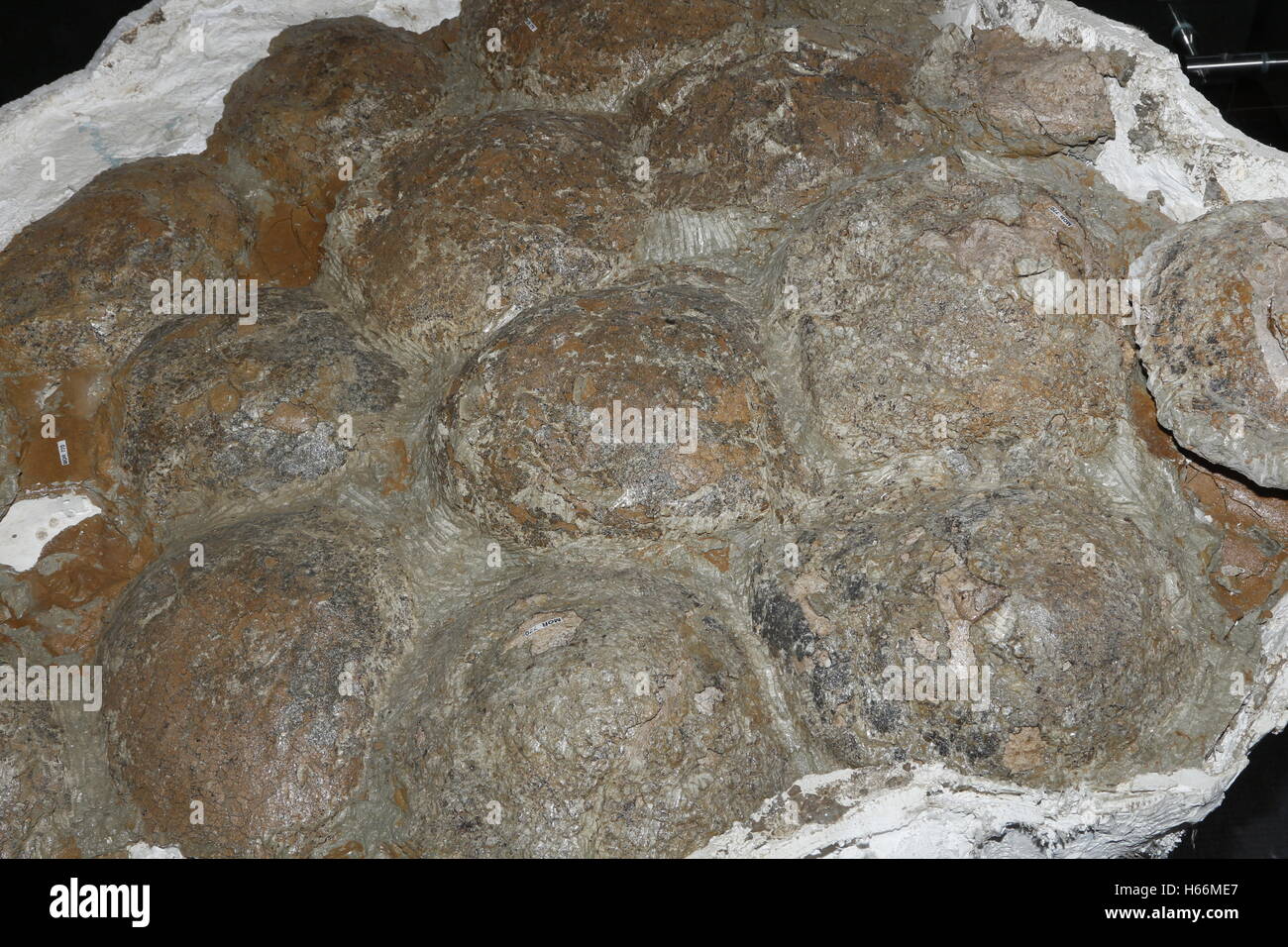Ein crested Hadrosaurus Dinosaurier, Lambeusaurine, Gelege, Montana Stockfoto
