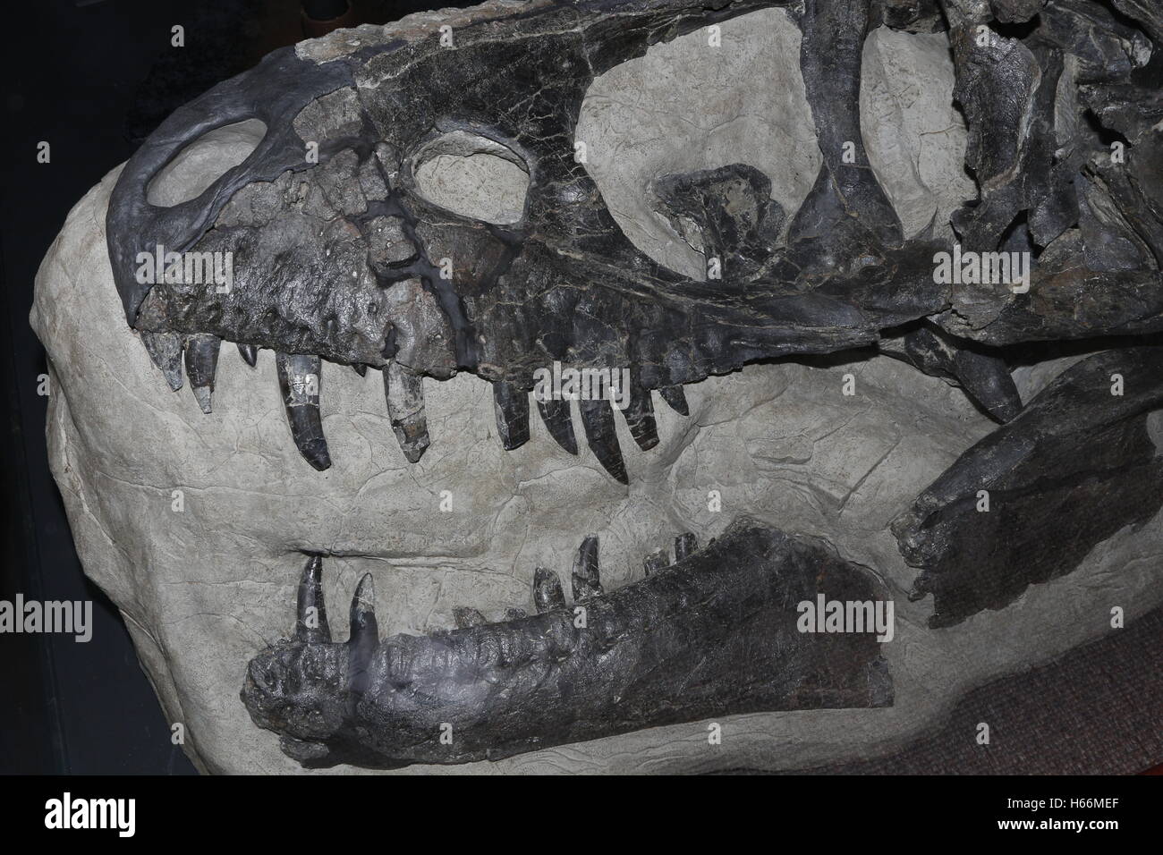 Fossiler Raptor, Daspletosaurus sp. Schädel Stockfoto