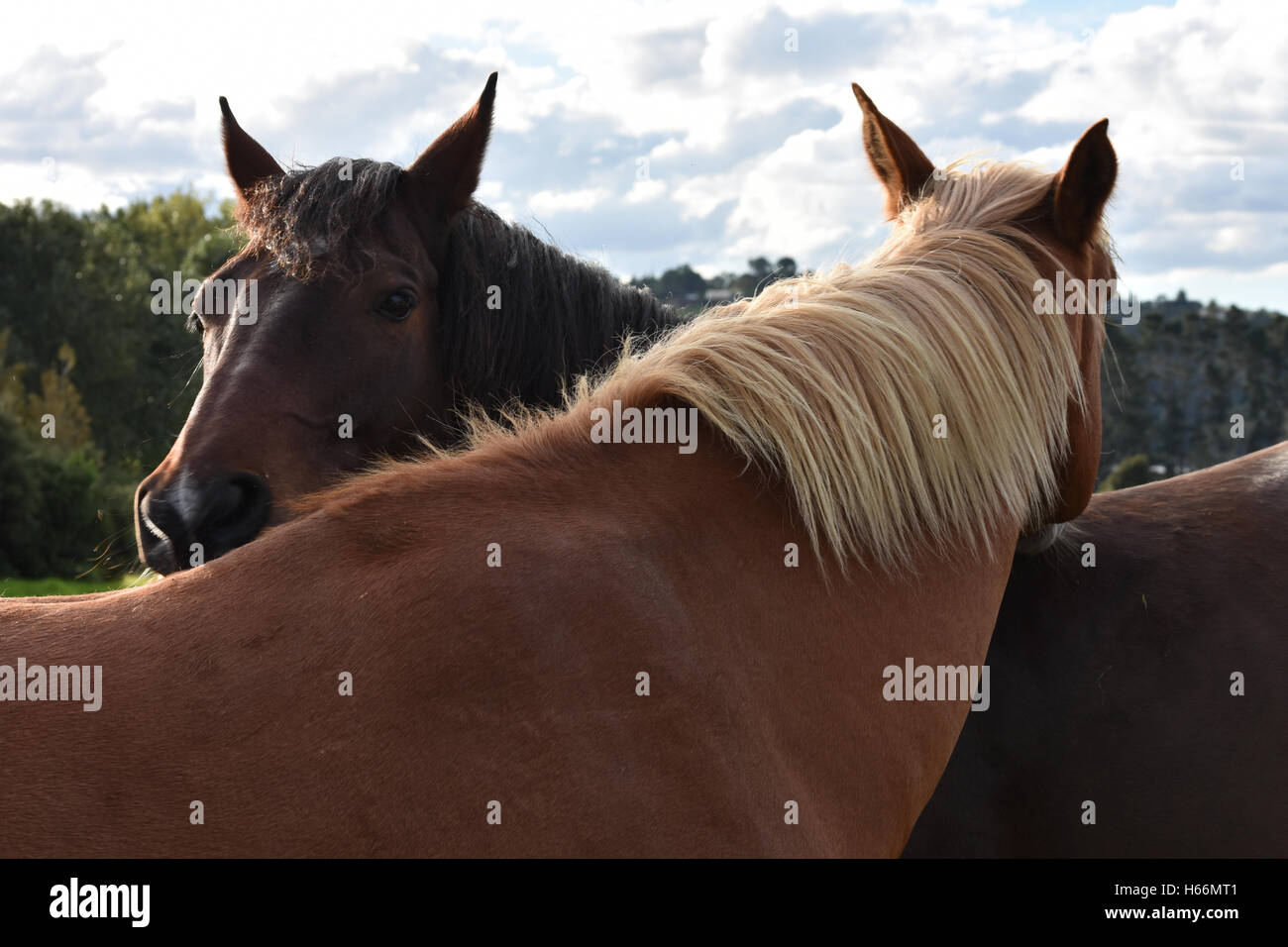 Familiarity Fotos und Bildmaterial in hoher Auflösung Alamy