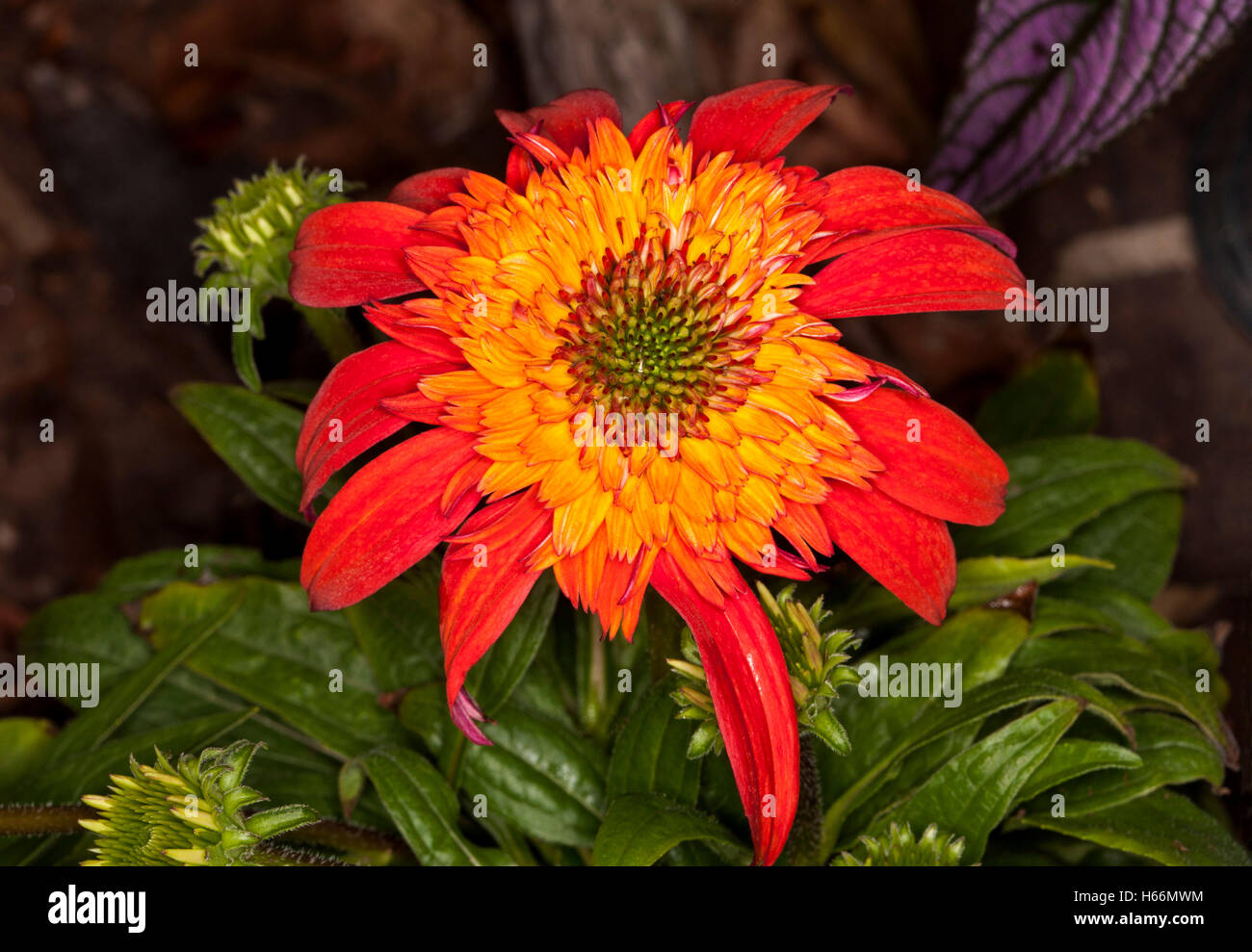 Ungewöhnliche lebendige Blume der Heilpflanze Echinacea, Hybrid Double Scoop Mandarin mit Hintergrund der Smaragd-Grün Blätter & Knospen Stockfoto