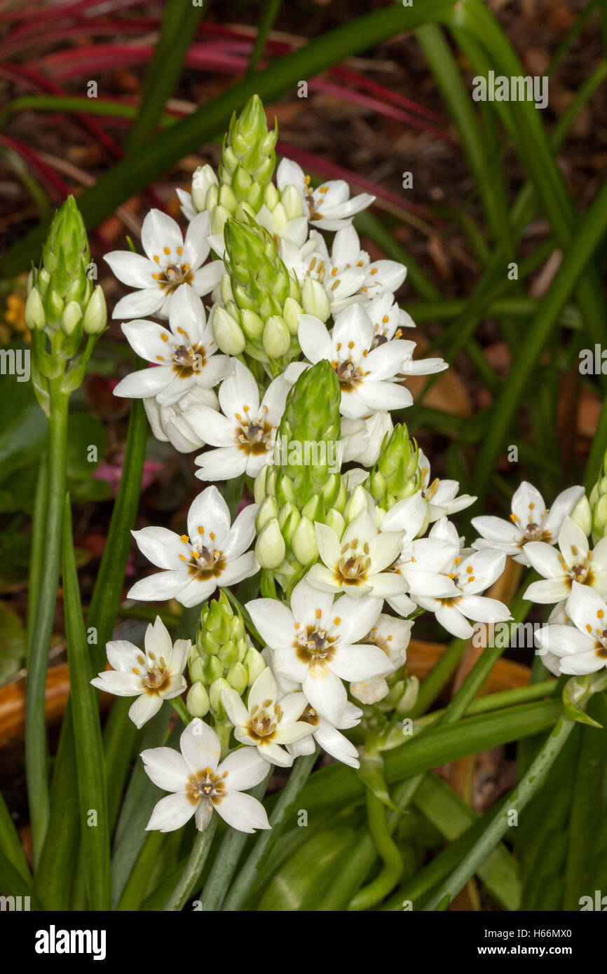 Cluster von atemberaubenden weiße Blüten, konische grüne Knospen & Blätter von Ornithogalum "Chesapeake Schneeflocke" auf dunklem Hintergrund Stockfoto