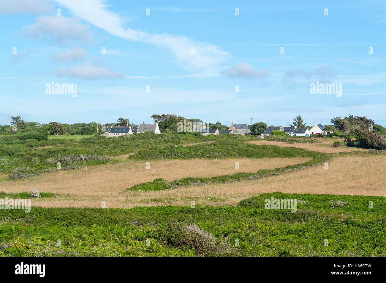 Heide Vegetation Landschaft rund um Pointe de Pen-Hir in der Bretagne, Frankreich Stockfoto