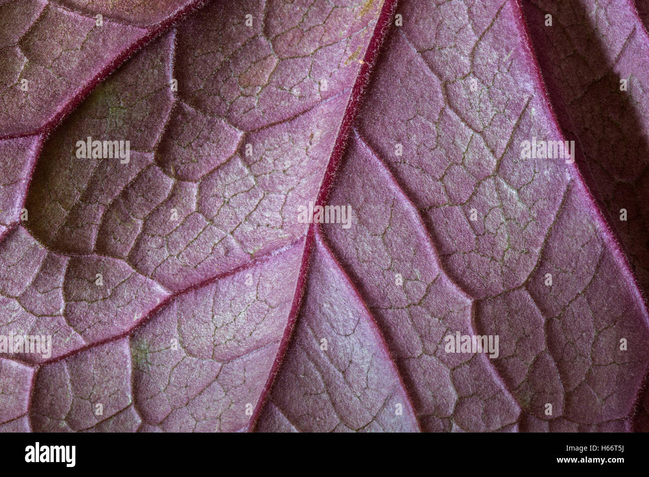 Die Unterseite von einem lila Blatt zeigt die kleinen Härchen und Venen. Stockfoto