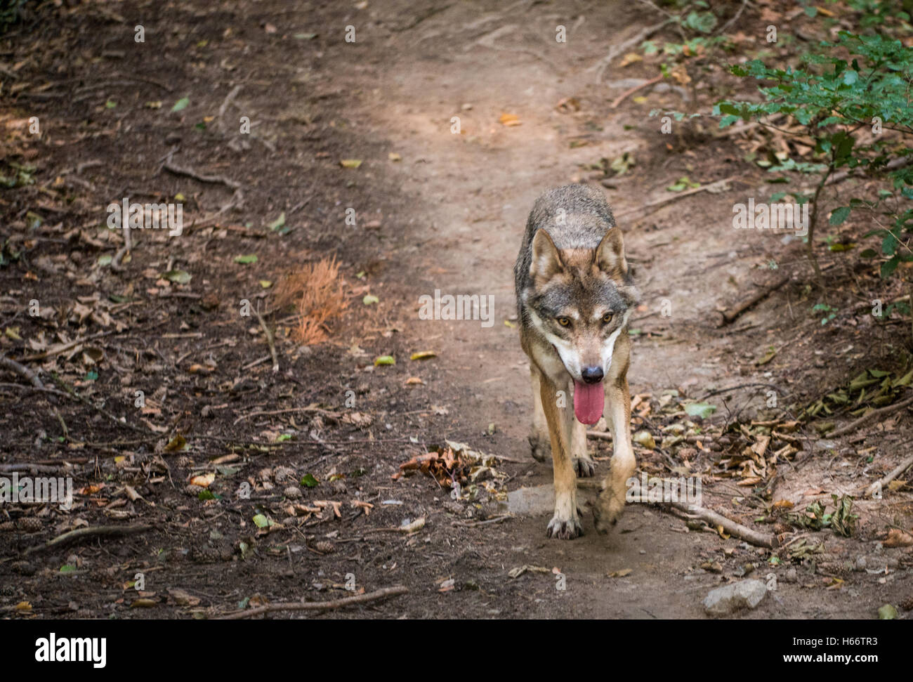 Ein Wolf läuft auf einem Pfad in den Wald Stockfoto